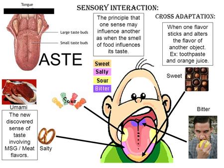 The new discovered sense of taste involving MSG / Meat flavors.