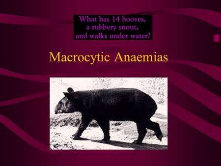 Macrocytic Anaemias. Classification of anaemia Aetiology Deficiency of Vitamin B12 or Folate in which the bone marrow is megaloblastic. Other causes.