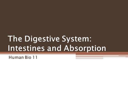 The Digestive System: Intestines and Absorption Human Bio 11.