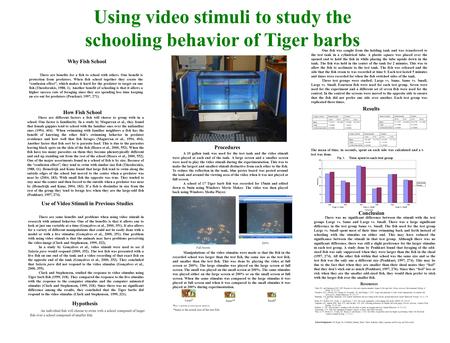 Using video stimuli to study the schooling behavior of Tiger barbs Why Fish School There are benefits for a fish to school with others. One benefit is.