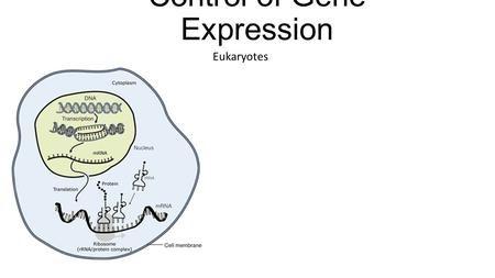 Control of Gene Expression Eukaryotes. Eukaryotic Gene Expression Some genes are expressed in all cells all the time. These so-called housekeeping genes.
