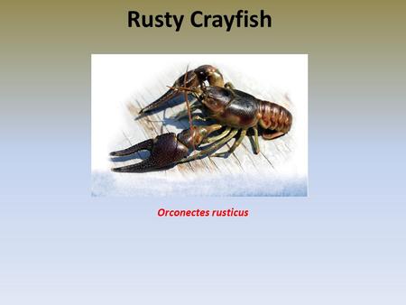Rusty Crayfish Orconectes rusticus.