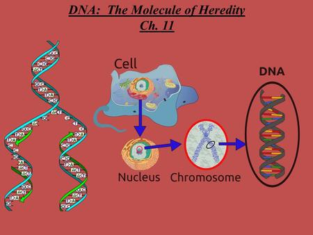 DNA: The Molecule of Heredity Ch. 11