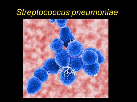Streptococcus pneumoniae. Fig. 6.3b Avery, McCarty and MacLoed, 1944.