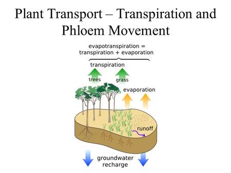 Plant Transport – Transpiration and Phloem Movement.