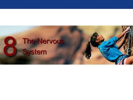 The Nervous System Two Organ Systems Control All the Other Organ Systems: Nervous System characteristics Rapid response Brief duration Endocrine System.