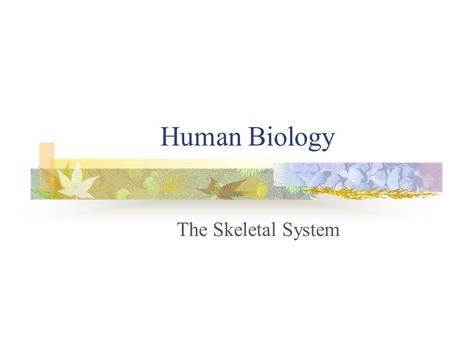Human Biology The Skeletal System.