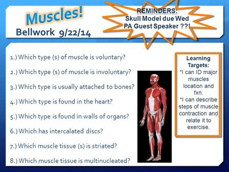 Muscles! REMINDERS: Skull Model due Wed PA Guest Speaker ??!