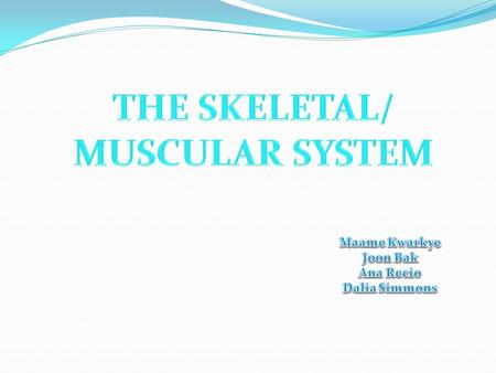 SKELETAL and MUSCULAR SYSTEM MAIN FUNCTIONS: - SUPPORT - PROTECTION - STORAGE - BLOOD CELL FORMATION The skeletal/muscular system is responsible for.