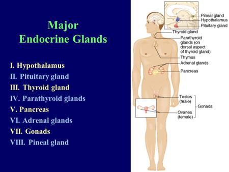 Major Endocrine Glands I. Hypothalamus II. Pituitary gland III. Thyroid gland IV. Parathyroid glands V. Pancreas VI. Adrenal glands VII. Gonads VIII. Pineal.