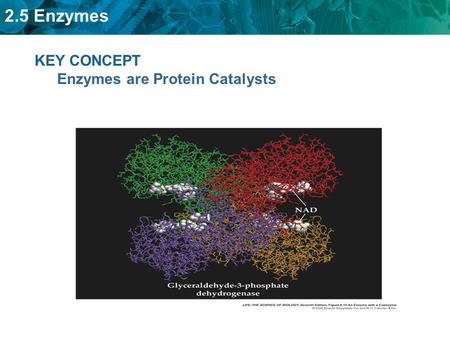 KEY CONCEPT Enzymes are Protein Catalysts