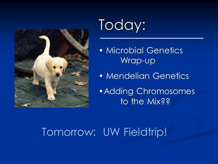 Today: Microbial Genetics Wrap-up Mendelian Genetics Adding Chromosomes to the Mix?? Tomorrow: UW Fieldtrip!