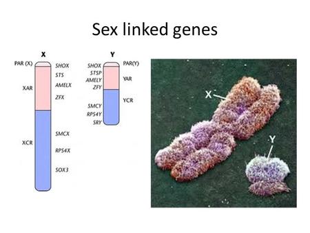 Sex linked genes.