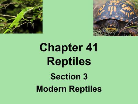 Section 3 Modern Reptiles