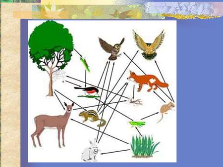 A group of ecosystems with similar climates and organisms.