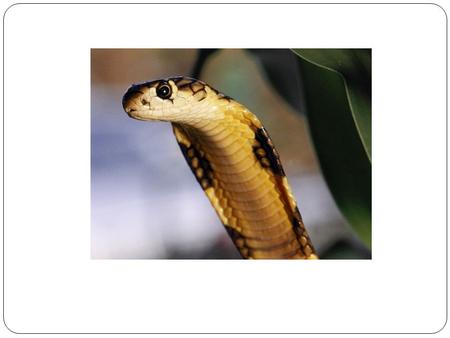 Poisonous snakes: Cobra: Cobras are large and diverse group of venomous snakes. There are 270 different types of cobras. The king cobra averages at 3 to.