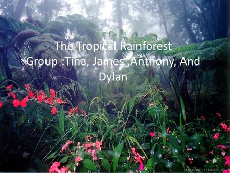 The Tropical Rainforest Group :Tina, James,Anthony, And Dylan.