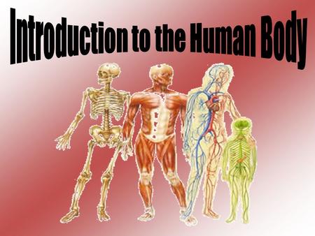 Anatomy: study of structure (morphology) of body parts and how they are organized.
