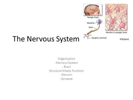The Nervous System Organization -Nervous System - Brain Structure Meets Function -Neuron -Synapse.