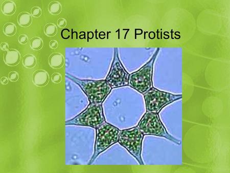 Chapter 17 Protists. 17.1 Protists are the most diverse of all eukaryotes protists: eukaryotes that are not animals, plants, or fungi –Most are unicellular.