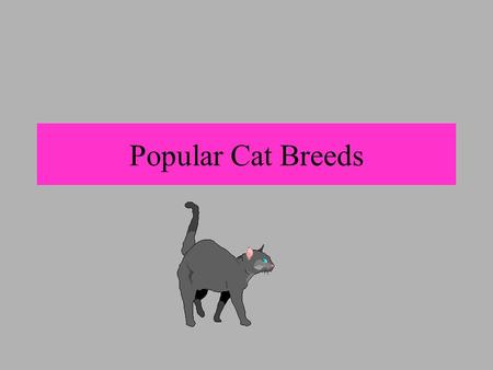 Popular Cat Breeds. * One of the oldest breeds known * Descendant of Egypt and worshiped as sacred * Extremely affectionate, quiet, highly intelligent,