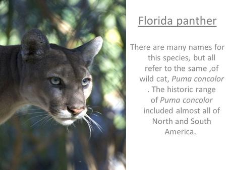 Florida panther There are many names for this species, but all refer to the same,of wild cat, Puma concolor. The historic range of Puma concolor included.