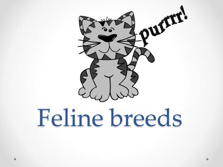 Feline breeds. Shorthair Breeds Abyssinian o Short Haired o Medium Sized o Ticked coats o Common colors: Ruddy, Red, Blue and Cream.