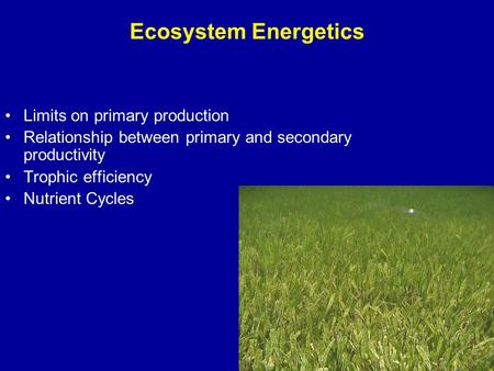 Ecosystem Energetics Limits on primary production Relationship between primary and secondary productivity Trophic efficiency Nutrient Cycles.