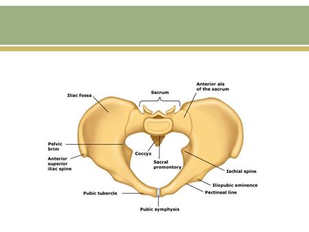 Pelvic Organ Prolapse (POP) Herniation of the pelvic organs to or beyond the vaginal walls Annual cost of ambulatory care from 2005 to 2006 was almost.