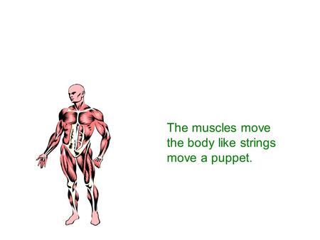 The muscles move the body like strings move a puppet.