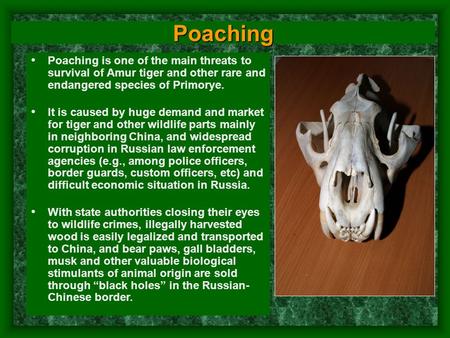 Poaching Poaching is one of the main threats to survival of Amur tiger and other rare and endangered species of Primorye. It is caused by huge demand and.