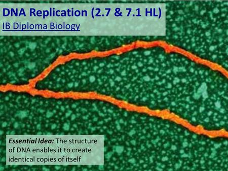 DNA Replication (2.7 & 7.1 HL) IB Diploma Biology