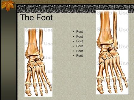 The Foot Foot Bones Tarsals (7) Metatarsals (5) Phalanges (14) Joints 38.