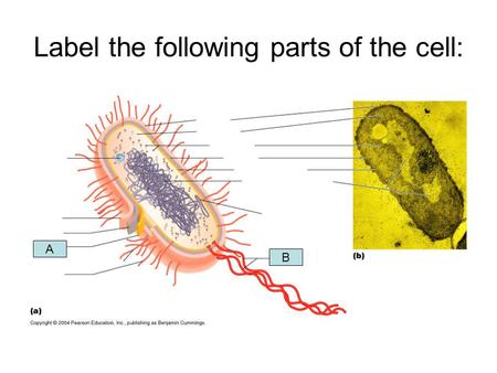 Label the following parts of the cell: