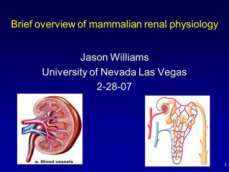 1 Brief overview of mammalian renal physiology Jason Williams University of Nevada Las Vegas 2-28-07.