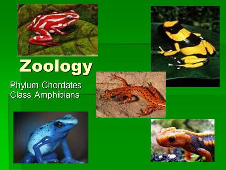 Zoology Phylum Chordates Class Amphibians. I. Intro to Amphibians A. Meaning…  ”ability to live on land and water” B. a.k.a.  Tetrapods (4 legs) C.