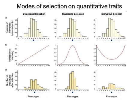Modes of selection on quantitative traits. Directional selection The population responds to selection when the mean value changes in one direction Here,