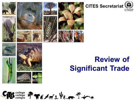 1 Review of Significant Trade CITES Secretariat. 2 Overview Origins of the Significant Trade Review Process The process explained.