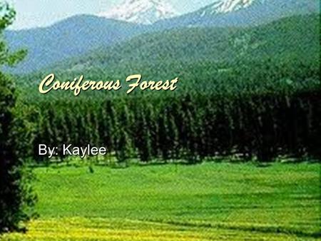 Coniferous Forest By: Kaylee. Location  Coniferous Forests cover approximately 15% of the Earths surface.  Earth’s large forests of coniferous extend.