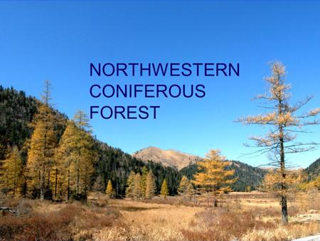 NORTHWESTERN CONIFEROUS FOREST. distribution The Northwestern Coniferous Forest is located in the Pacific northwest of America. It ranges from the coast.