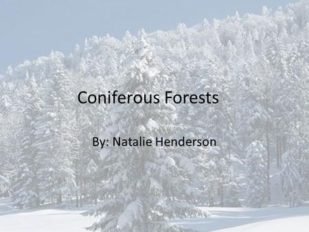 Coniferous Forests By: Natalie Henderson. What is A Coniferous Forest? A forest made primarily of conifers, or trees producing needles and or cones –