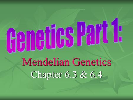 Mendelian Genetics Chapter 6.3 & 6.4. Gregor Mendel Gregor Mendel: Father of genetics, Gregor Mendel: Father of genetics, studied pea plants. Genetics: