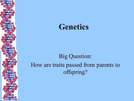 Genetics Big Question: How are traits passed from parents to offspring?
