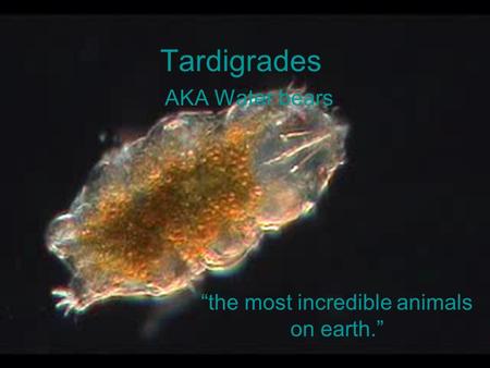 Tardigrades AKA Water bears “the most incredible animals on earth.”