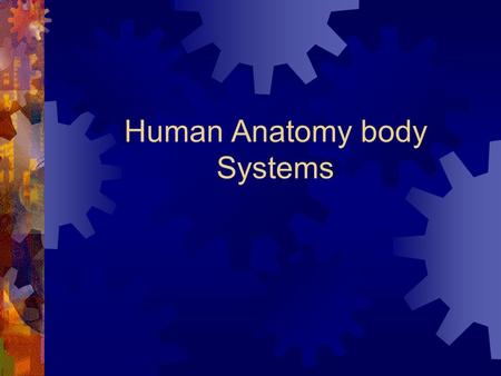 Human Anatomy body Systems