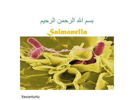 بسم الله الرحمن الرحيم Salmonella Rawanturky. Classification and general characteres Kingdom: Bacteria Phylum: Proteobacteria Class: Gamma Proteobacteria.