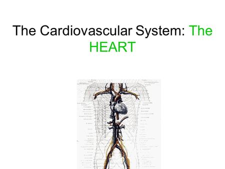 The Cardiovascular System: The HEART. Incredible HEART Facts! The body of an adult contains over 60,000 miles of blood vessels! Your heart beats about.