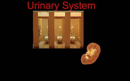 Urinary System. A. Functions - regulates volume, composition, and pH of body fluids; excretes N and S wastes; controls red blood cell production; regulates.