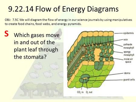 9.22.14 Flow of Energy Diagrams Which gases move in and out of the plant leaf through the stomata? OBJ: 7.5C We will diagram the flow of energy in our.