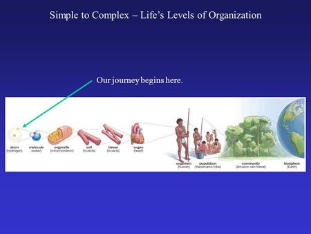 Simple to Complex – Life’s Levels of Organization Our journey begins here.